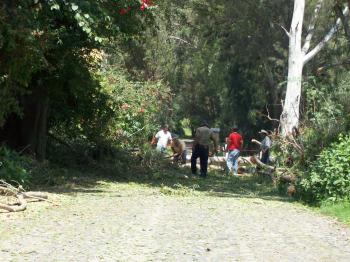 fallen tree at Dave Clingman and Andrew Wharton's RV motorhome in San Jose del Tajo RV park, Tlajomulco, Jalisco, Mexico, near Guadalajara