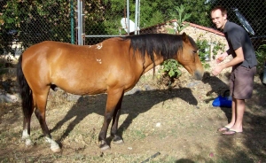 Andrew Wharton and Dave Clingman's adopted horse, Jorge, at the San Jose del Tajo RV motorhome park in Tlajomulco, Jalisco, Mexico, near Guadalajara