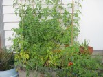 Tomatoes growing in Whakatete Bay, New Zealand