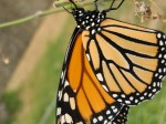 Monarch Butterfly Female