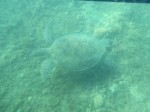 Sea Turtle at Great Barrier Reef